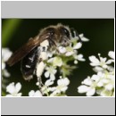 Andrena proxima - Sandbiene w01a 8-9mm OS-Hasbergen - det.jpg